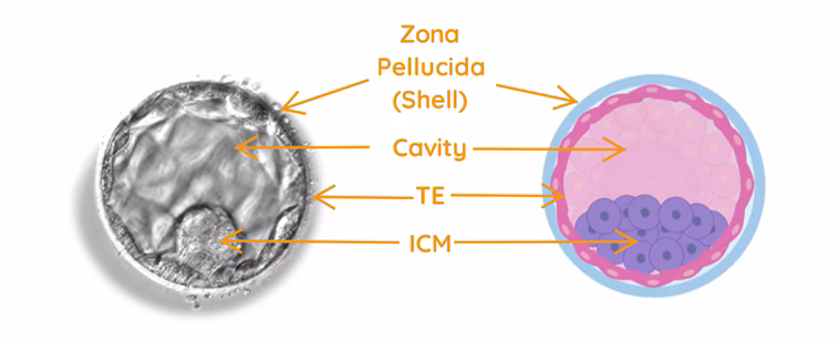 Embryo structure